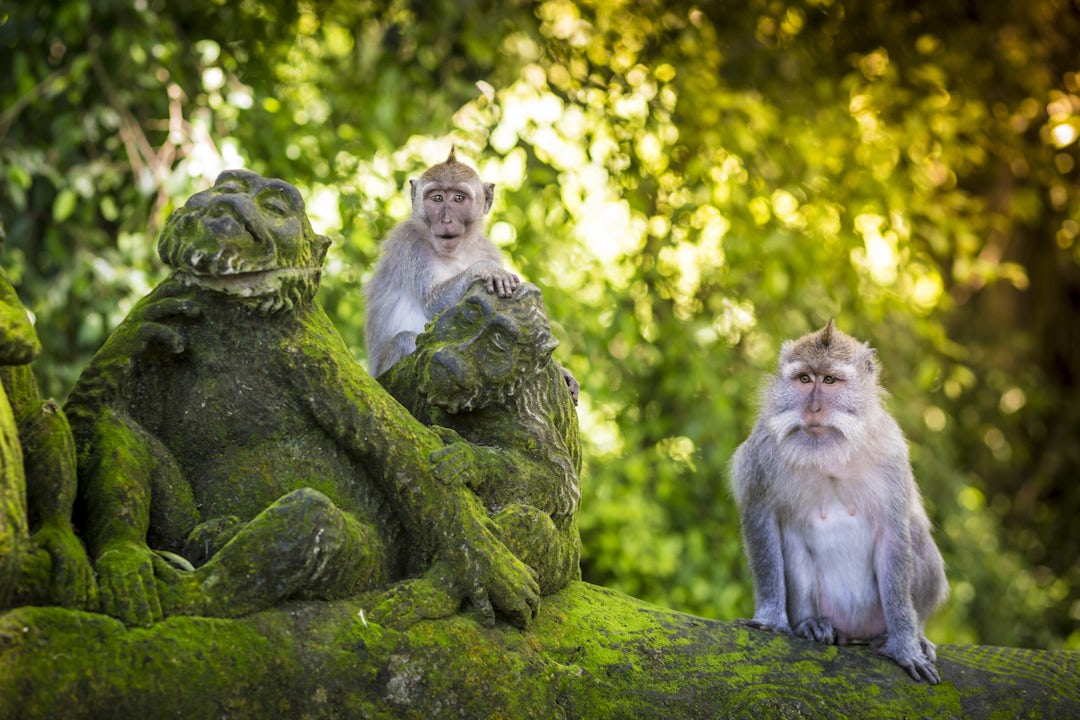 L’essence de Bali en 13 jours