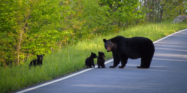 Shenandoah National Park-8
