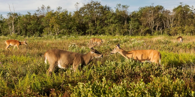 Shenandoah National Park-2