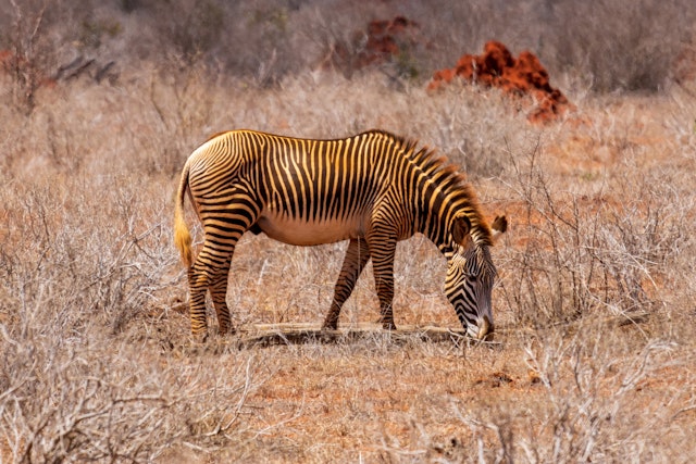 Tsavo East National Park-0