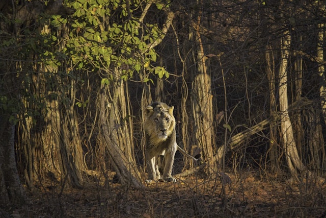 Gir National Park-5