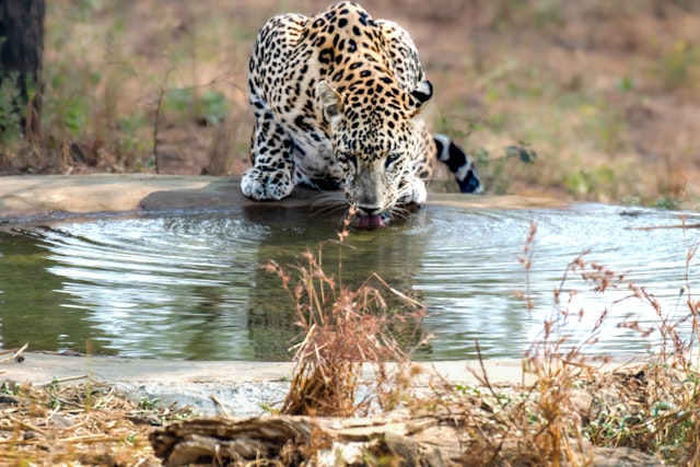 Gir National Park-4