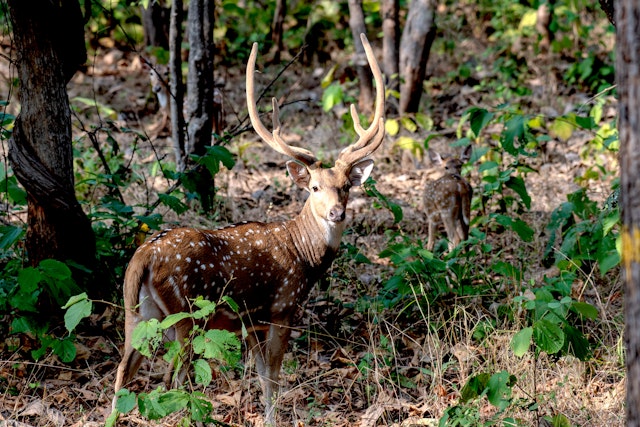 Gir National Park-3