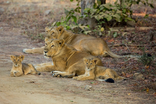 Gir National Park-0