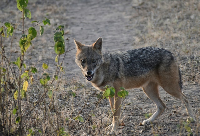 Gir National Park-2