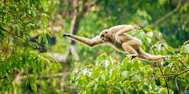 Batang Ai National Park-5