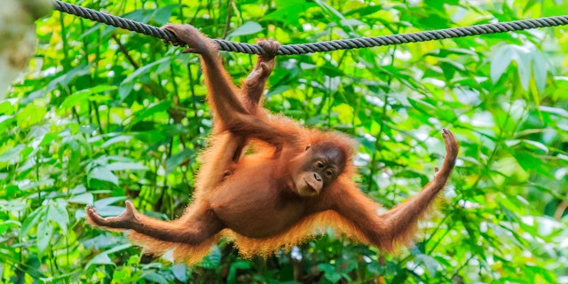 Batang Ai National Park-2