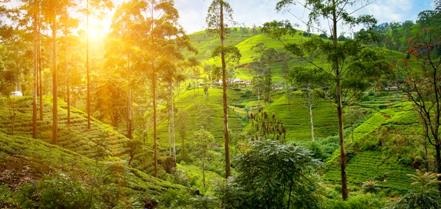 Nuwara Eliya-5