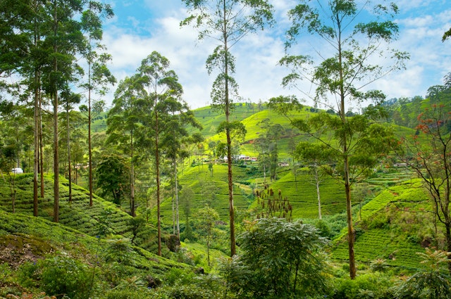 Nuwara Eliya-3