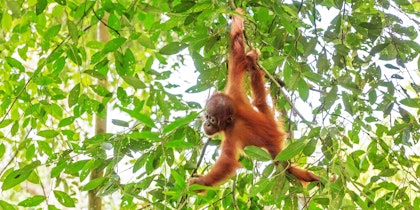 Singapur-Sumatra Rundreise mit Vulkanen, Tierwelt und Erholung - Image 2