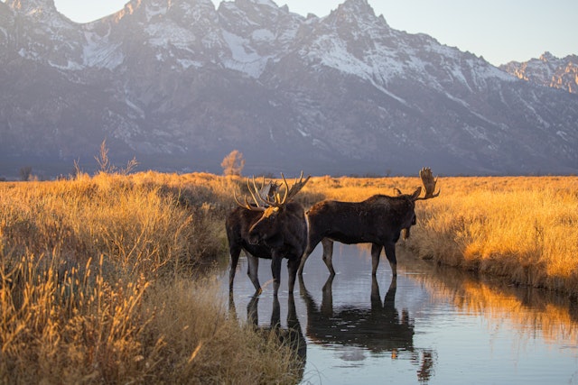 Wyoming-1