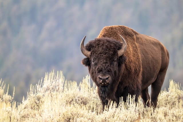 Wyoming-6