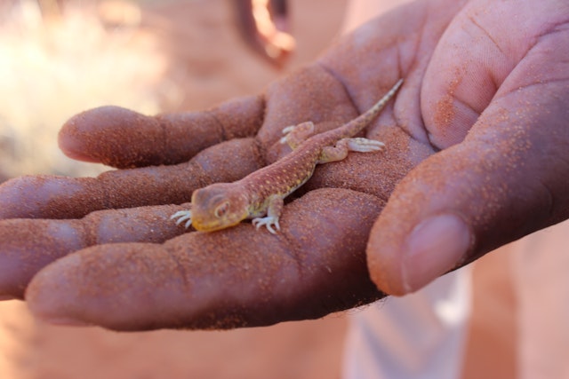 Sossusvlei Lodge