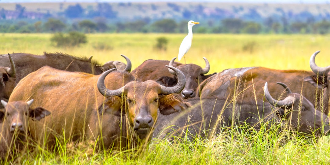 Unvergesslicher Uganda Urlaub Abenteuer