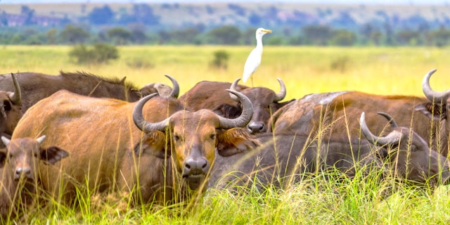 Northern Queen Elizabeth National Park-4