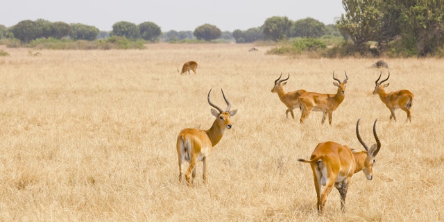 Northern Queen Elizabeth National Park-2