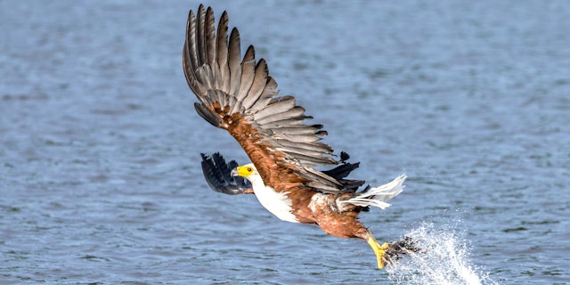 Northern Queen Elizabeth National Park-3