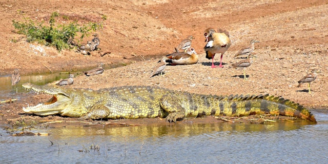 10 Tage Urlaub in Uganda