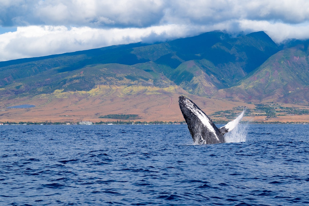 Hawaii Inselhopping: 3 Wochen von Oahu bis Maui