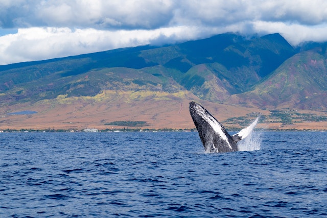 Inselhopping auf Hawaii: Oahu, Kauai, Maui