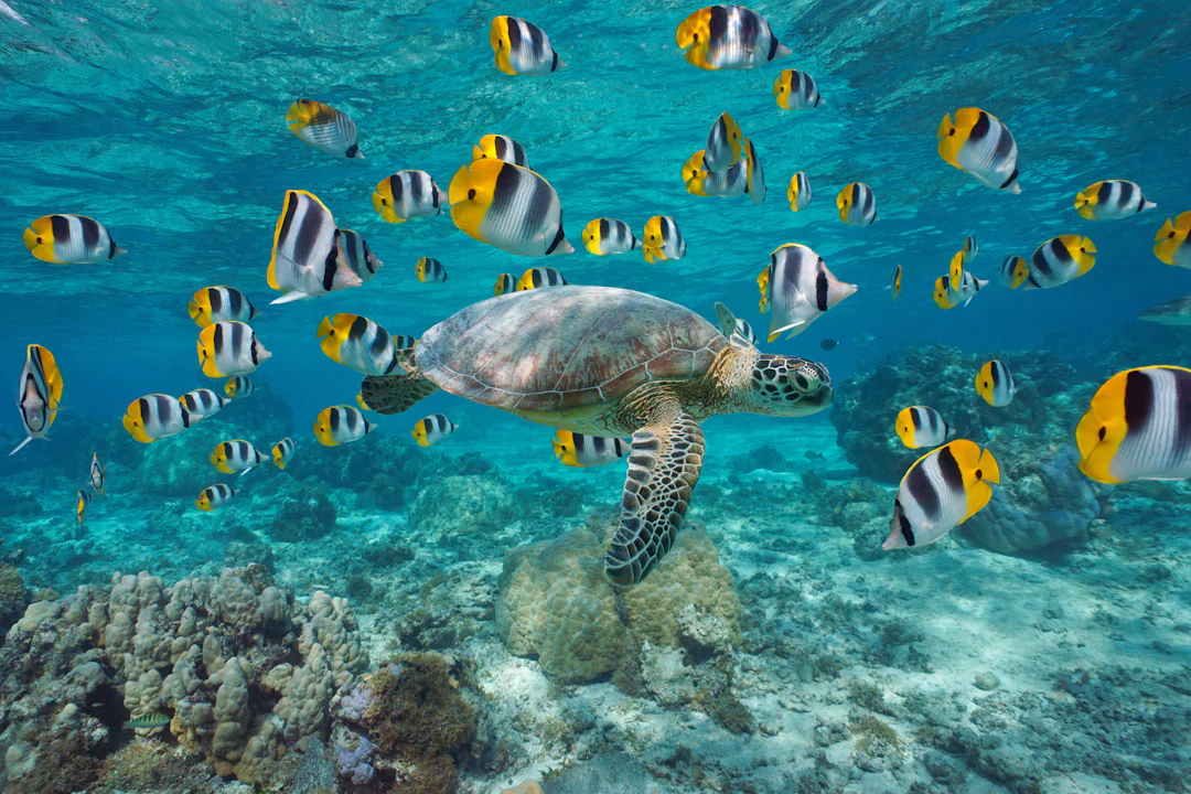 Voyage de noces à Bora Bora
