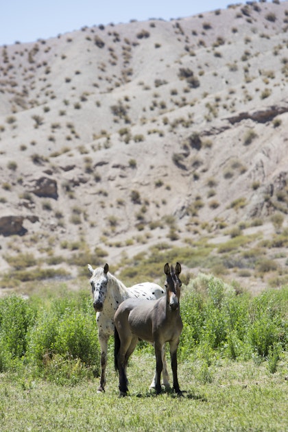 Argentinien Mietwagen-Roadtrip - Image 3