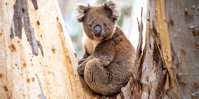 Kangaroo Island-7
