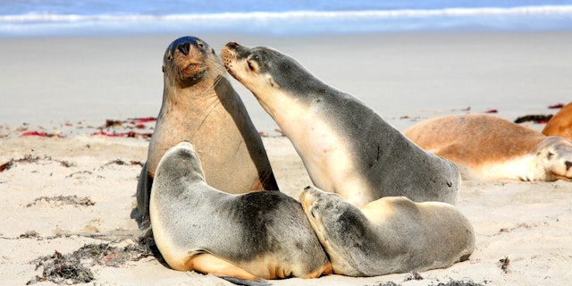 Kangaroo Island-8