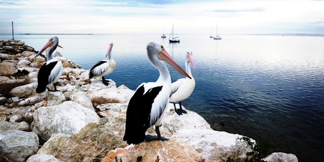 Kangaroo Island-3