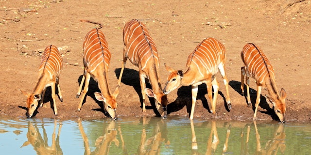 Mkhuze Game Reserve-4