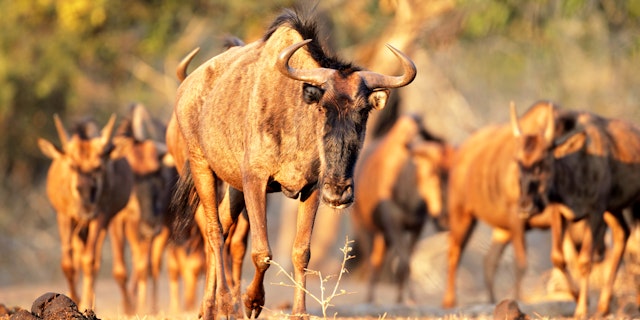 Mkhuze Game Reserve-3