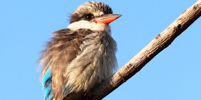 Mkhuze Game Reserve-3
