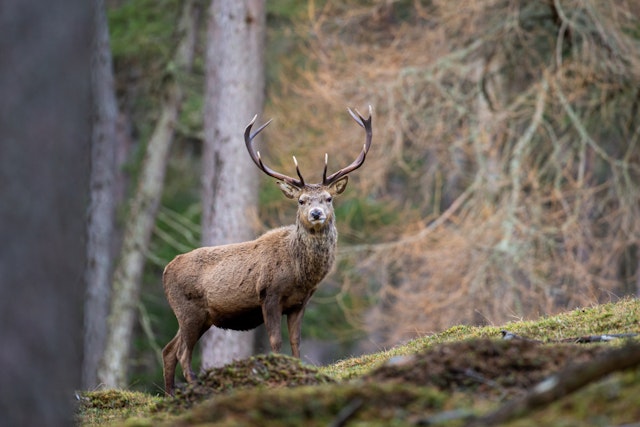 Highland Perthshire-0