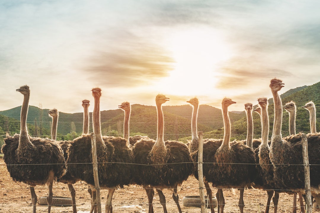 Garden Route Südafrika: 3 Wochen Abenteuer