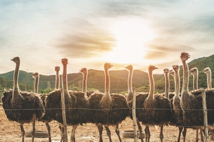 Südafrika Rundreise 3 Wochen: Garden Route und Safari erleben - Image 3