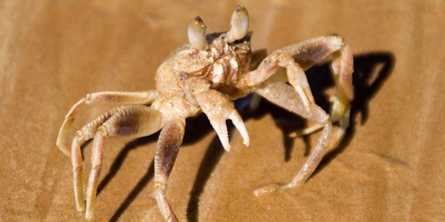 Cape Leveque-3