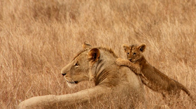 Samburu National Reserve-0