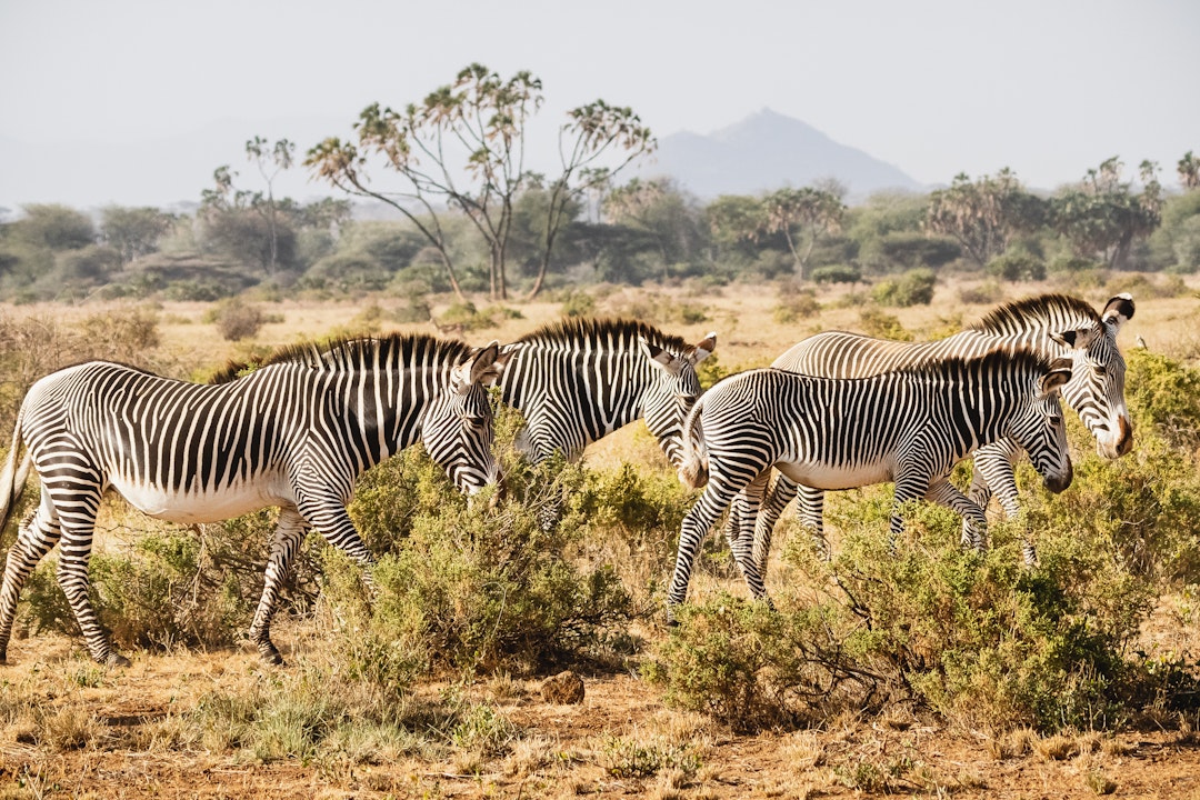 Aventure authentique au Kenya