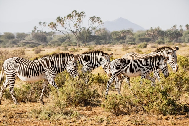 Samburu National Reserve-1