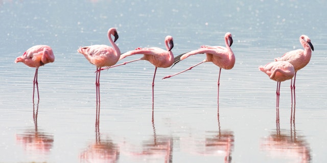 Lake Bogoria National Park-5