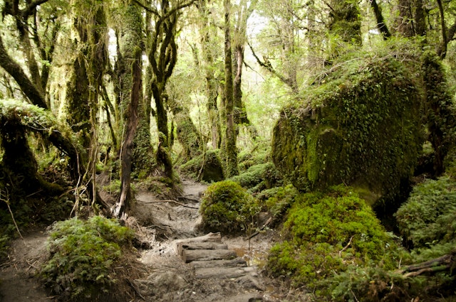 Queulat National Park-1