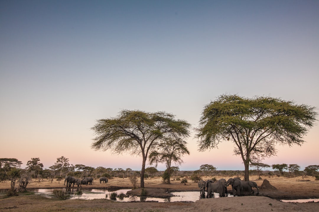 Namibia Botswana Rundreise: majestätische Wildnis