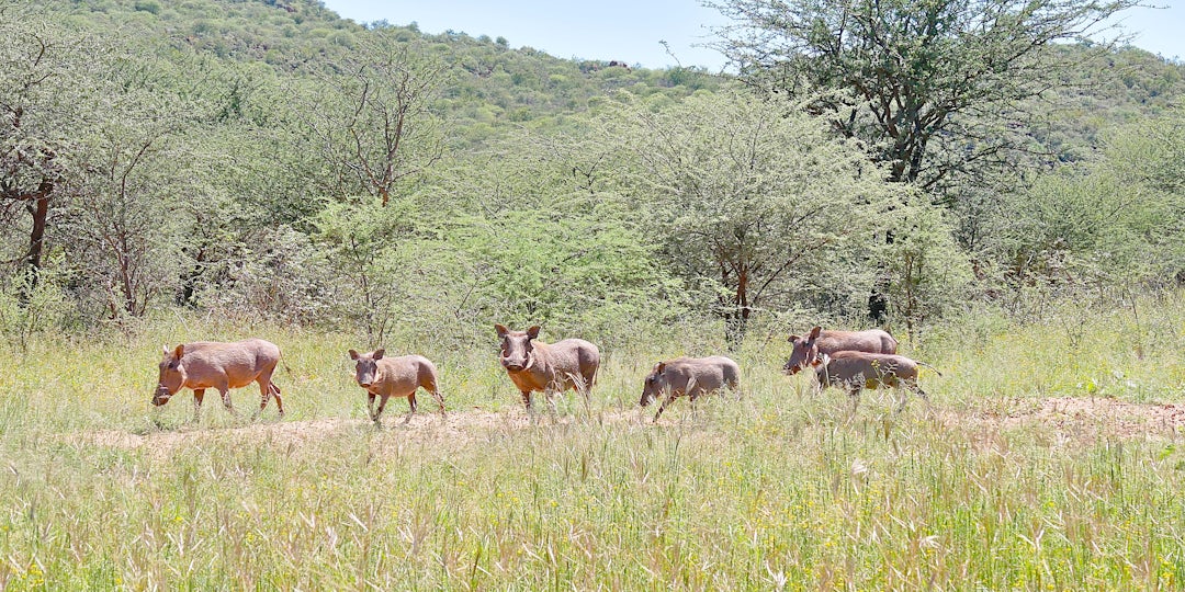 Safari en Namibie et découverte du Botswana