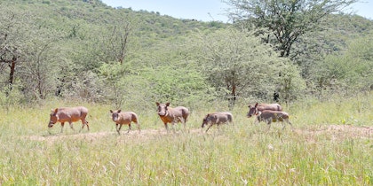 Safari en Namibie et découverte du Botswana - Image 3