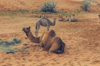 Emirate Rundreise und Baden am Persischen Golf - Image 3