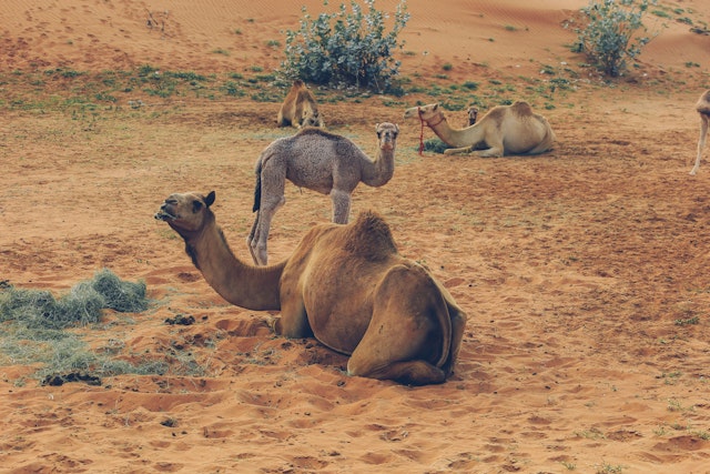 Emirate Rundreise und Baden am Persischen Golf