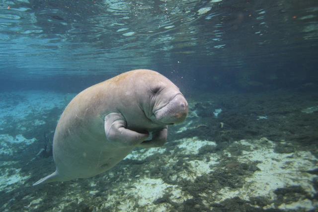 John Pennekamp Coral Reef State Park Campground