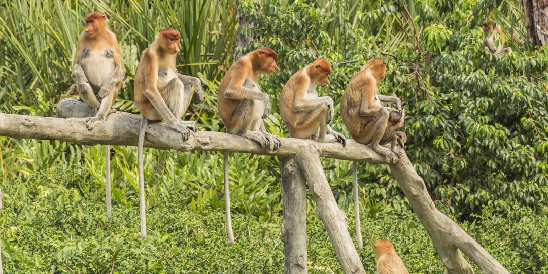 Séjour en Malaisie de 2 semaines : Singapour à Kota Kinabalu