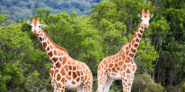 Aventure authentique au Kenya