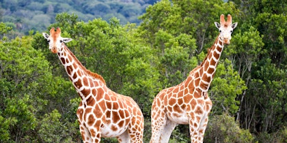 Circuit accompagné au Kenya - Image 4